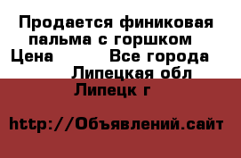 Продается финиковая пальма с горшком › Цена ­ 600 - Все города  »    . Липецкая обл.,Липецк г.